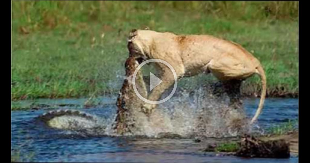 Crocodile Vs Lion Battle Fight Is In Seriously Injuried - Who Win ...